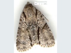 Turnerinycta phaeocosma