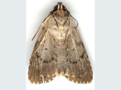 Turnerinycta phaeocosma