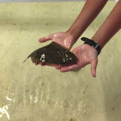 Paralichthys lethostigma