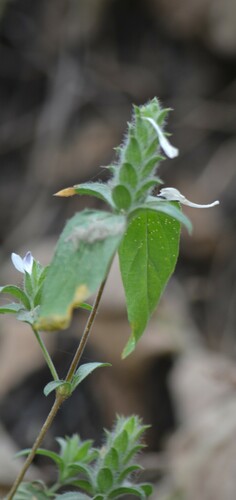 Image of Tetramerium nervosum by (c) Mauricio Calderón, some rights reserved (CC BY)