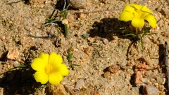 Moraea fugacissima