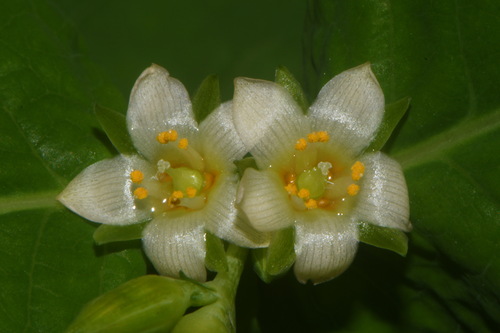 Lesser marsh St. Johnswort (Hypericum tubulosum)