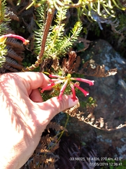 Erica abietina