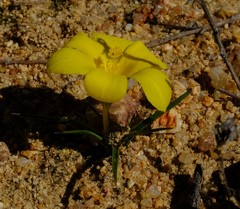 Moraea fugacissima
