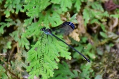 Psolodesmus mandarinus dorothea