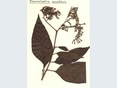 Heliotropium muelleri