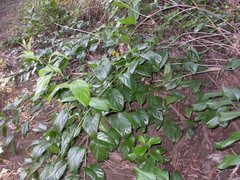 Heliotropium muelleri