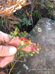 Erica abietina