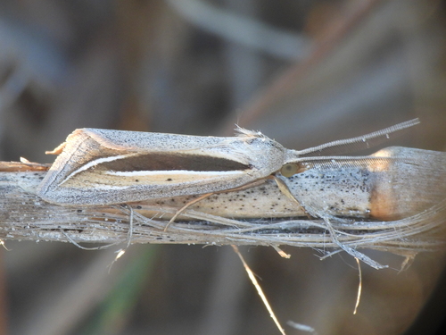 Doryodes latistriga photo 3