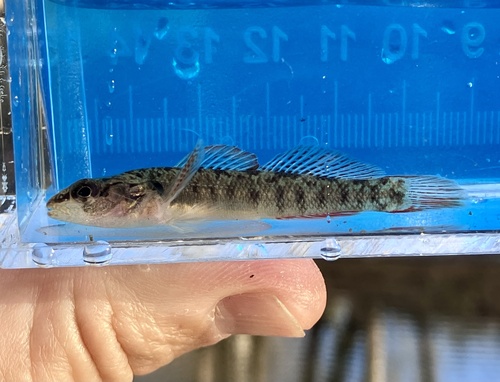 Barcheek darter (Etheostoma obeyense) — Percidae — 4