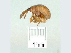 Nanophyinae