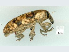 Hypolixus mastersii