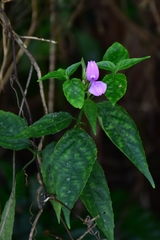 Dicliptera tinctoria
