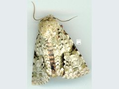 Acronicta psorallina