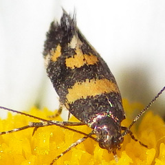Chrysoesthia sexguttella