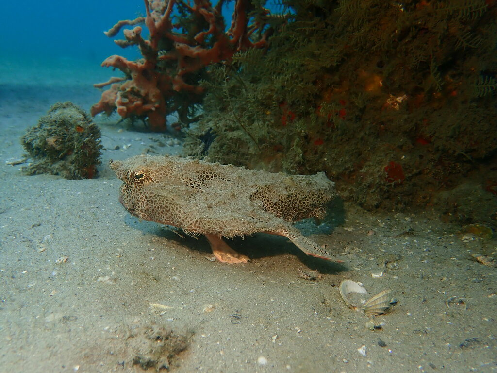 Polka-dot Batfish from Riviera Beach, FL, USA on January 2, 2024 at 11: ...