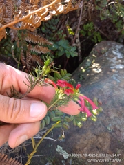 Erica abietina