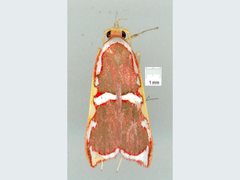 Barantola pulcherrima