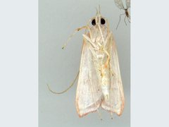 Barantola pulcherrima