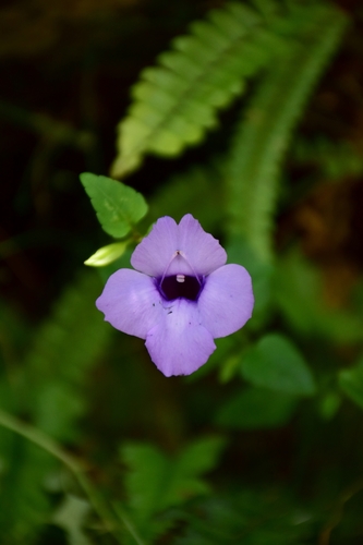 Torenia concolor