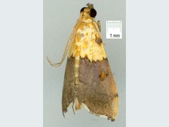 Agrotera genuflexa