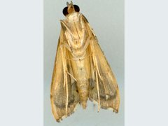 Agrotera genuflexa