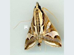 Agrioglypta excelsalis