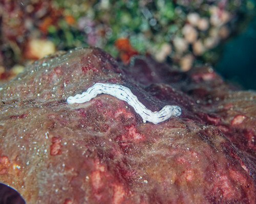 Synaptula lamperti observed 2024-11-02