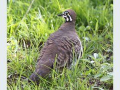 Geophaps scripta