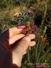 Erica abietina