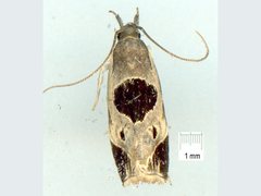 Helcystogramma hibisci