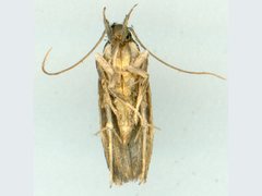 Helcystogramma hibisci