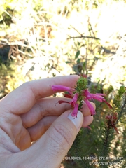 Erica abietina