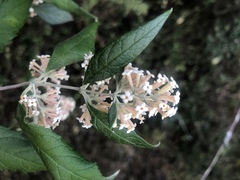 Buddleja auriculata
