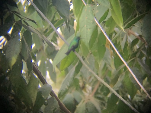 Blue-tailed Emerald (Chlorostilbon mellisugus), photo 8