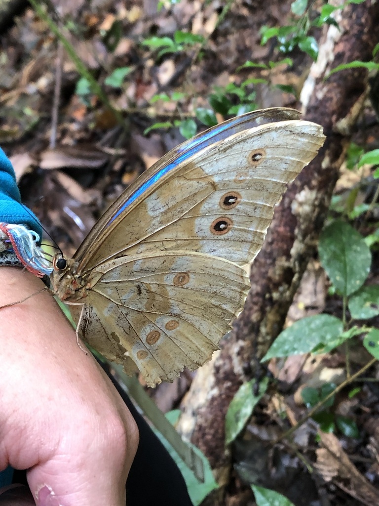 Morpho godartii