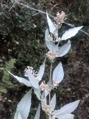 Buddleja auriculata
