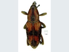 Rhabdoscelus obscurus