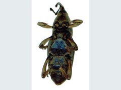 Rhabdoscelus obscurus