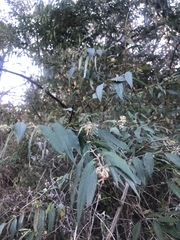 Buddleja auriculata