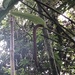 Anthurium macleanii Schott 2