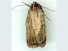 Thoracolopha flexirena