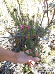 Erica abietina
