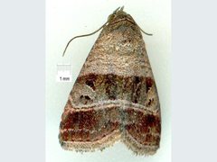 Ozarba punctigera