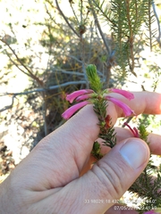 Erica abietina