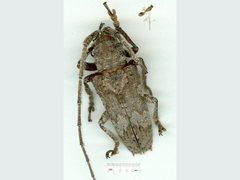 Rhytiphora bispinosa