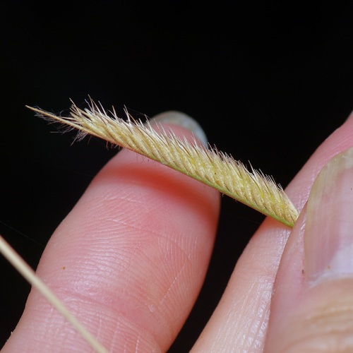 Image of Bouteloua pectinata by (c) Michelle W. （鍾偉瑋）, some rights reserved (CC BY)