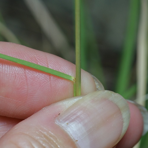 Image of Bouteloua pectinata by (c) Michelle W. （鍾偉瑋）, some rights reserved (CC BY)