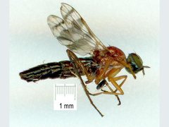Acraspisa