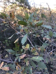 Searsia transvaalensis